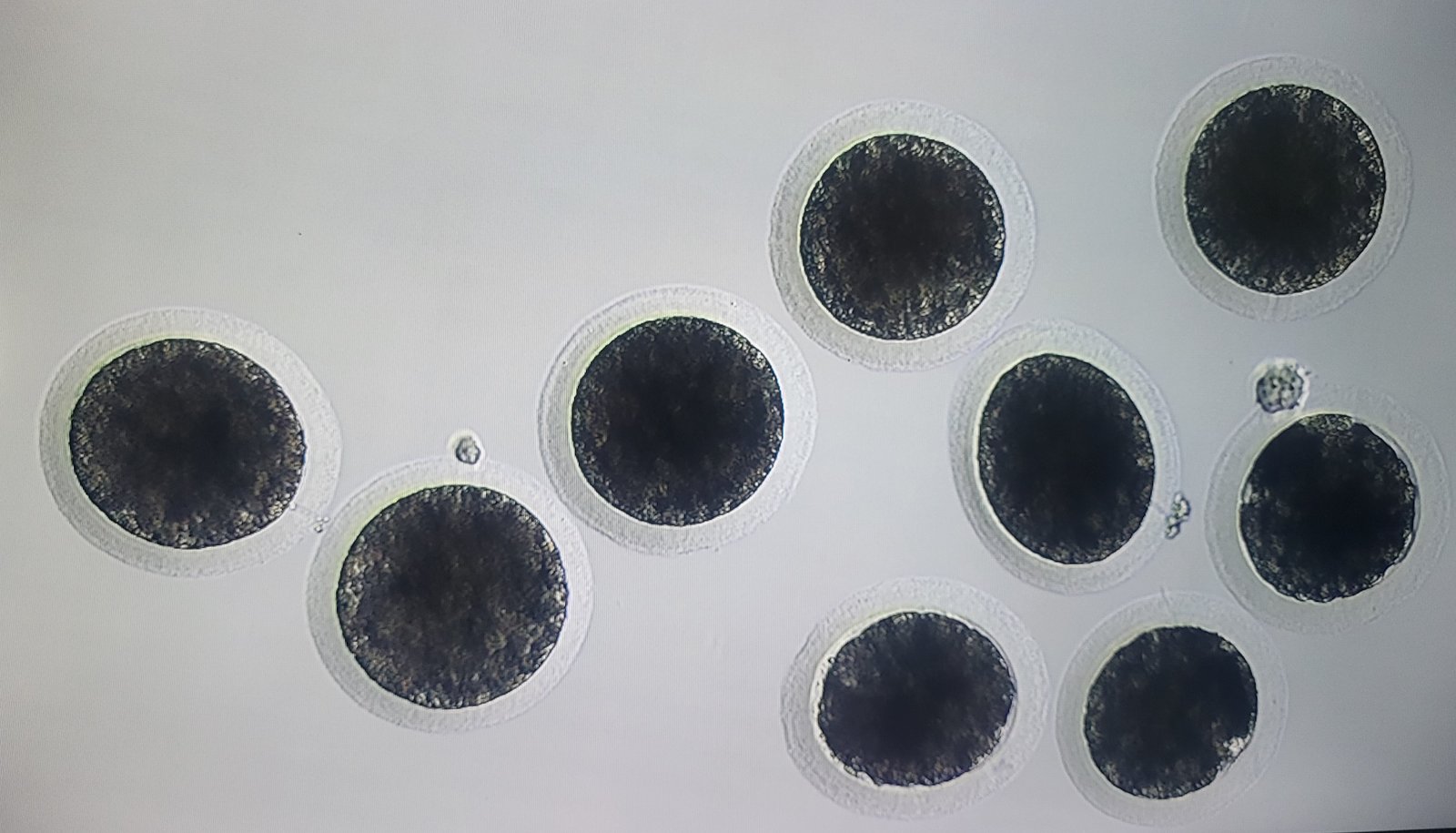 ICSI Embryos