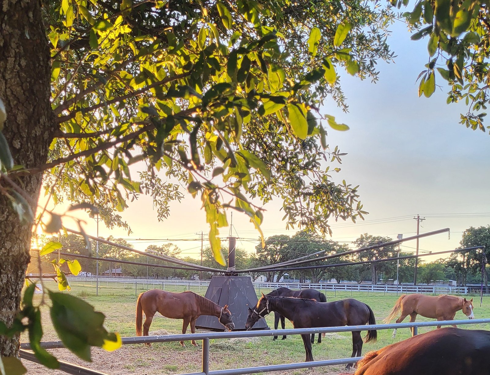 Embryo Transfer & Recipient Mares at Vita Nova Reproduction Center