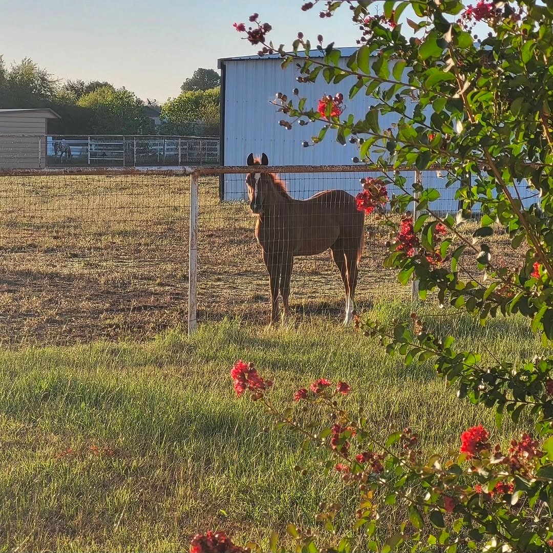 ICSI Foal born at Vita Nova