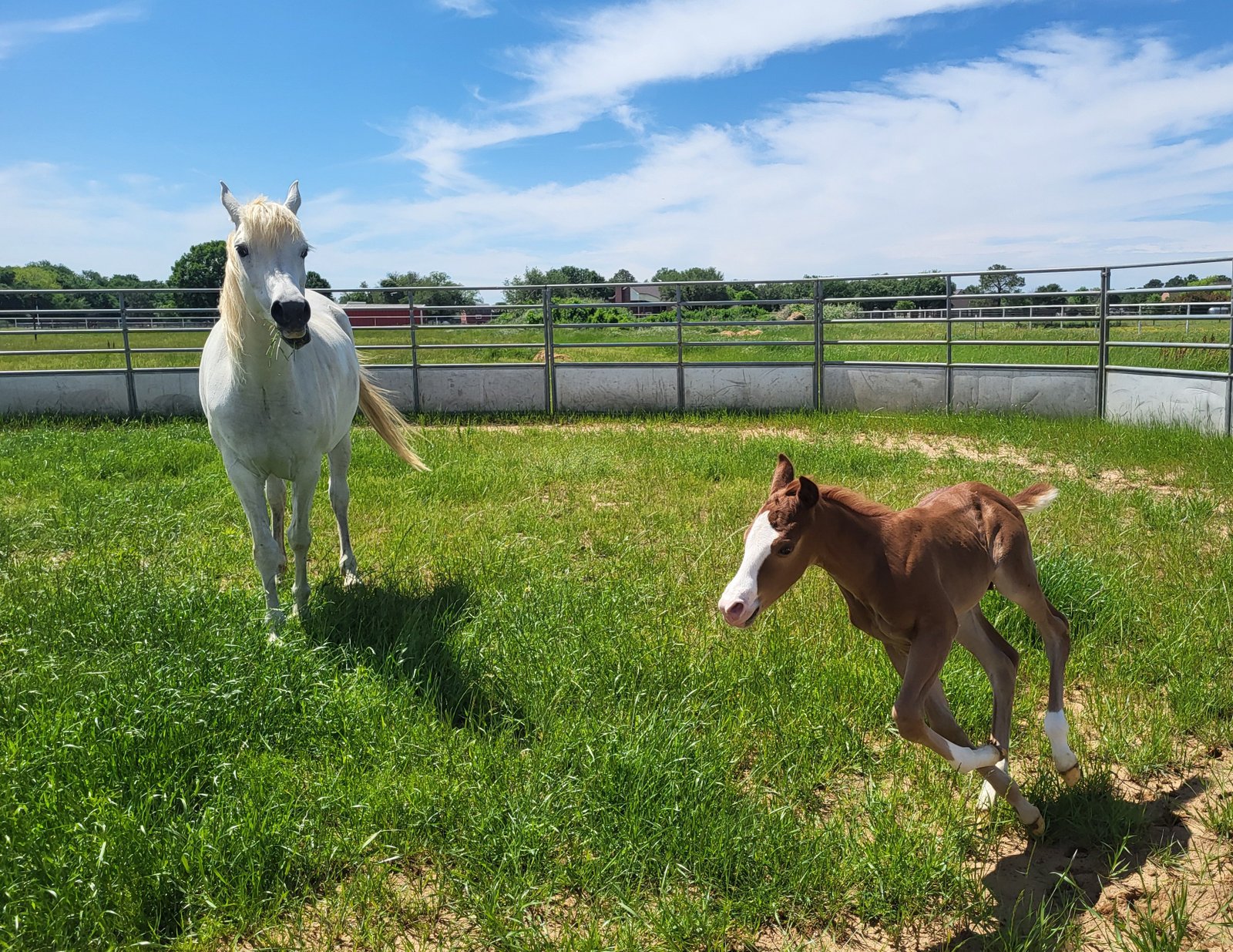 Foal from a low quality D9 VNRC Embryo