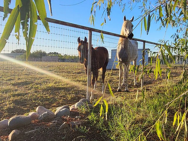 Kindra's Personal Arabian mare, Nofala SBA and an ICSI baby she raised