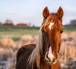 2026 Mare Addendum- REQUIRED PER MARE